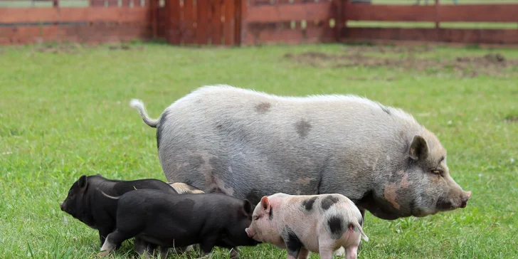 Celodenní vstup do zooparku pro dítě a dospělého: emu, klokan i nandu pampový