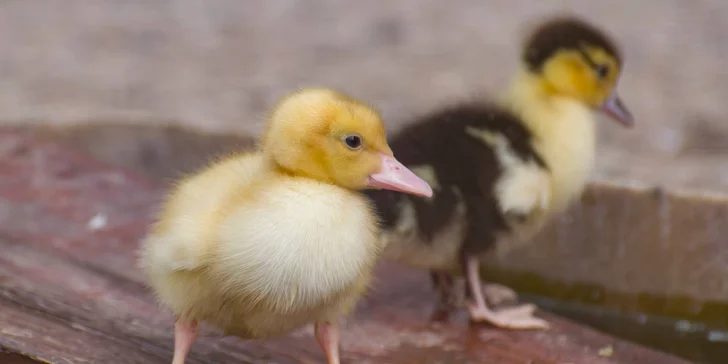Celodenní vstup do zooparku pro dítě a dospělého: emu, klokan i nandu pampový