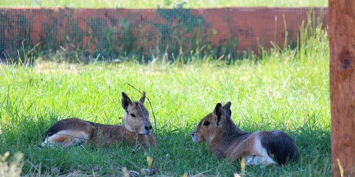 Celodenní vstup do zooparku pro dítě a dospělého: emu, klokan i nandu pampový