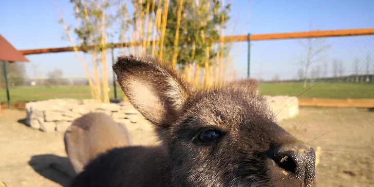 Celodenní vstup do zooparku pro dítě a dospělého: emu, klokan i nandu pampový