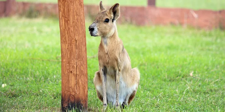 Celodenní vstup do zooparku pro dítě a dospělého: emu, klokan i nandu pampový