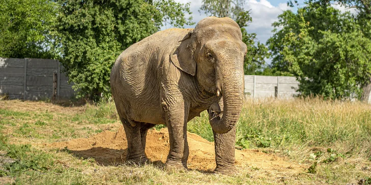 Celodenní vstupné do zábavního parku Bylandia: největší soukromá zoo, dětské hřiště i lanové centrum