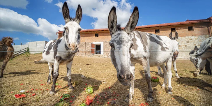 Celodenní vstupné do zábavního parku Bylandia: největší soukromá zoo, dětské hřiště i lanové centrum