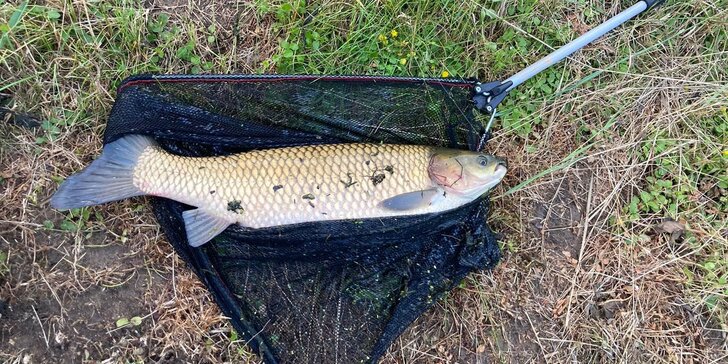 Dvorní rybník v obci Lvová: povolenka ke sportovnímu rybolovu na 1 den