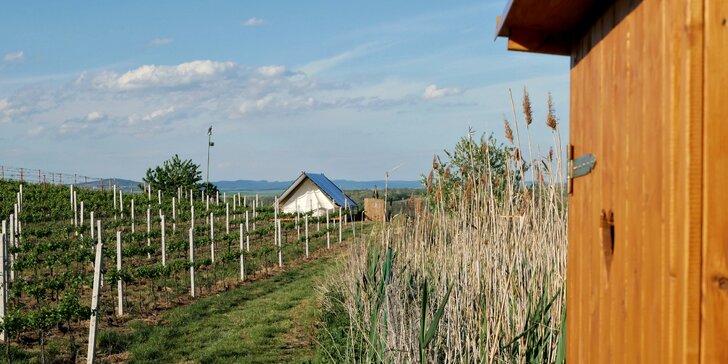 Glamping na Slovácku: ubytování až pro 4 os. ve stanu na kopečku u vinohradu, balíček s moravským vínem