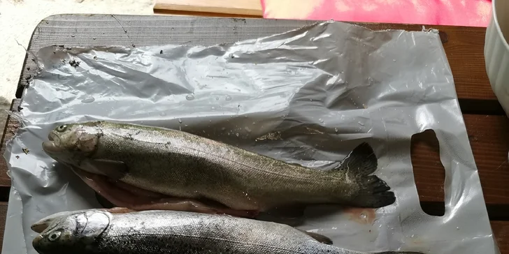 Prodej pstruhů čerstvě vylovených ze sádek v Šenově: 1 kg