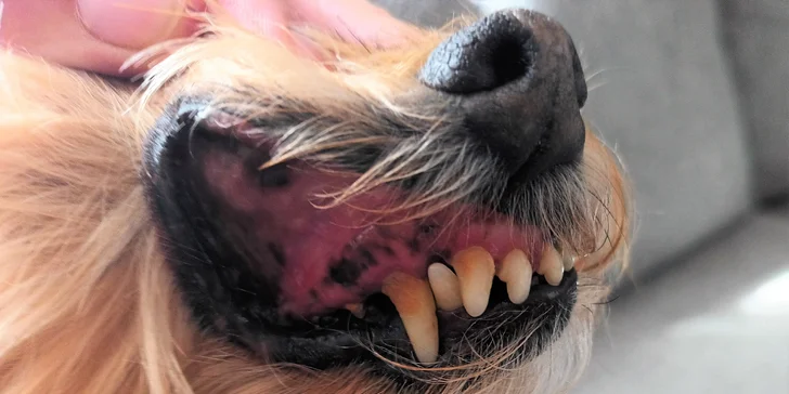 Dentální hygiena i stříhání pejska: srst, uši i drápky pro malá i střední plemena