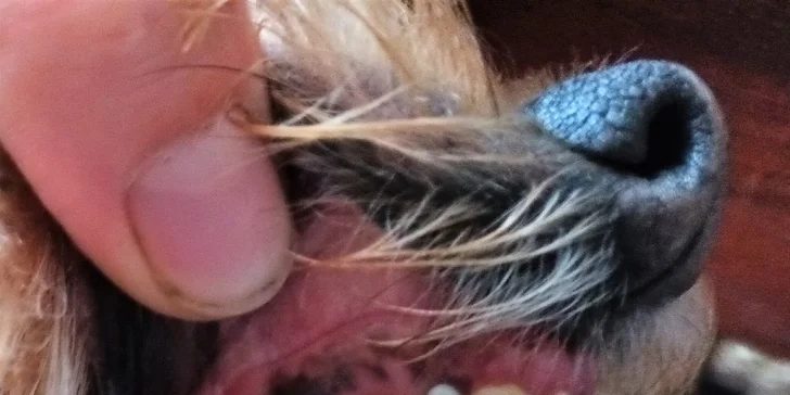 Dentální hygiena i stříhání pejska: srst, uši i drápky pro malá i střední plemena