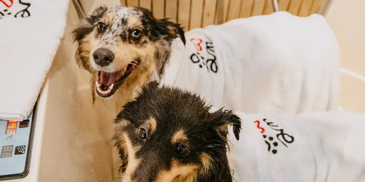 Self-wash lázně, známka s gravírováním a pamlsky pro malá, střední i velká plemena psů