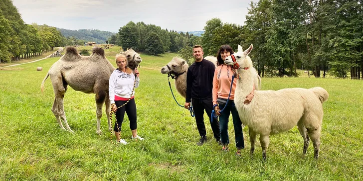 Cameltreking: procházka s velbloudem pro 2 osoby, okruh na 1,5 či rovnou 3 km