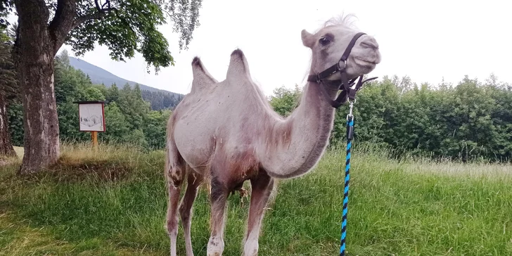 Cameltreking: procházka s velbloudem pro 2 osoby, okruh na 1,5 či rovnou 3 km