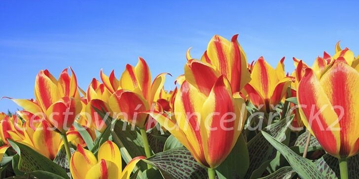 Víkendový výlet za tulipány a krásami Holandska