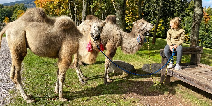 Cameltreking: procházka s velbloudem pro 2 osoby, okruh na 1,5 či 3,5 km