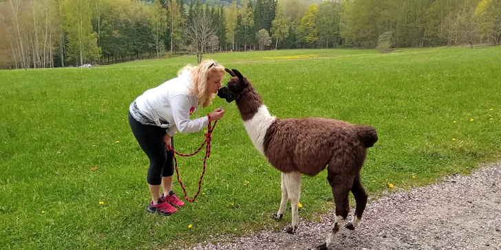 Lamatreking v Krkonoších pro 2 osoby: 40–100min. okruh i krmení po návratu