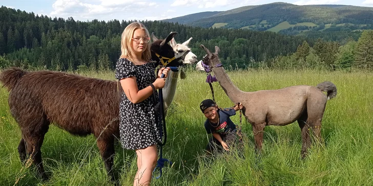 Lamatreking v Krkonoších pro 2 osoby: 40–100min. okruh i krmení po návratu