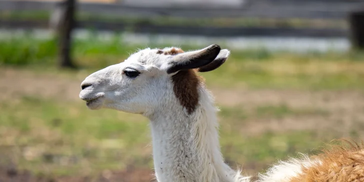 Celodenní vstup do Farmaparku včetně všech atrakcí a kyblík krmení nebo plyšák