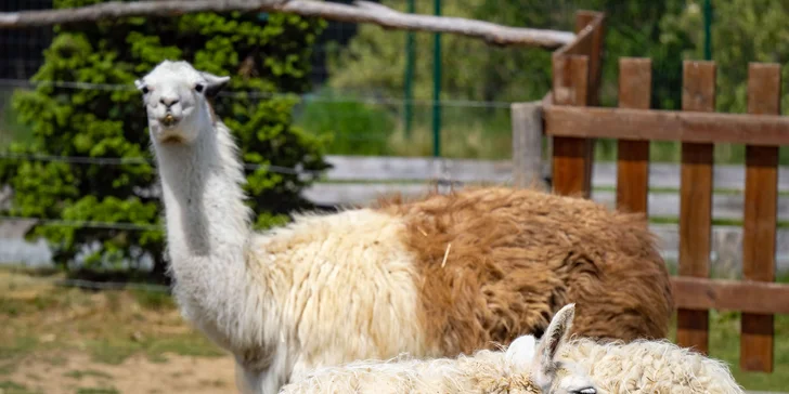 Celodenní vstup do Farmaparku včetně všech atrakcí a kyblík krmení nebo plyšák