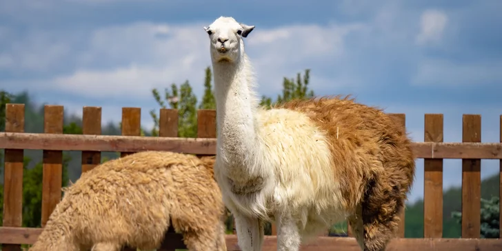 Celodenní vstup do Farmaparku včetně všech atrakcí a kyblík krmení nebo plyšák