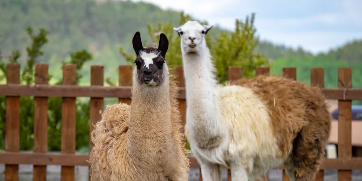 Celodenní vstup do Farmaparku včetně všech atrakcí a kyblík krmení nebo plyšák