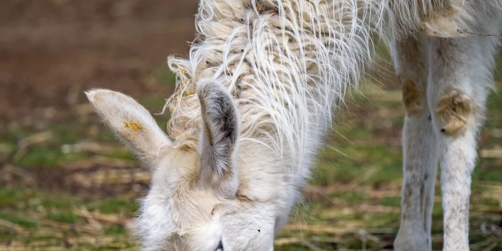 Celodenní vstup do Farmaparku včetně všech atrakcí a kyblík krmení nebo plyšák