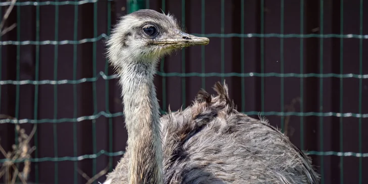 Celodenní vstup do Farmaparku včetně všech atrakcí a kyblík krmení nebo plyšák