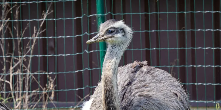 Celodenní vstup do Farmaparku včetně všech atrakcí a kyblík krmení nebo plyšák