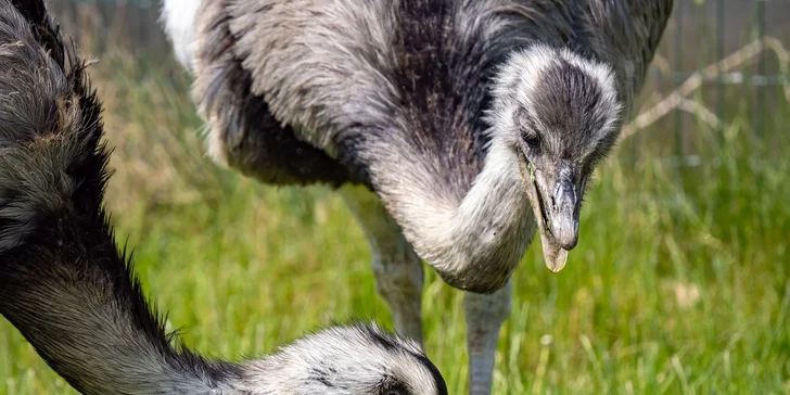 Celodenní vstup do Farmaparku včetně všech atrakcí a kyblík krmení nebo plyšák