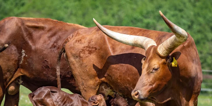 Celodenní vstup do Farmaparku včetně všech atrakcí a kyblík krmení nebo plyšák