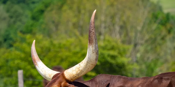 Celodenní vstup do Farmaparku včetně všech atrakcí a kyblík krmení nebo plyšák