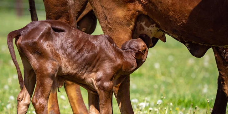 Celodenní vstup do Farmaparku včetně všech atrakcí a kyblík krmení nebo plyšák