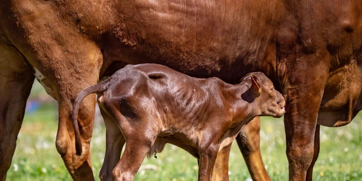 Celodenní vstup do Farmaparku včetně všech atrakcí a kyblík krmení nebo plyšák