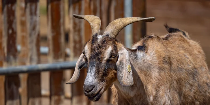 Celodenní vstup do Farmaparku včetně všech atrakcí a kyblík krmení nebo plyšák