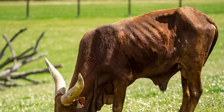 Celodenní vstup do Farmaparku včetně všech atrakcí a kyblík krmení nebo plyšák