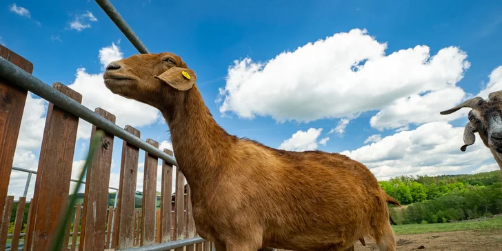 Celodenní vstup do Farmaparku včetně všech atrakcí a kyblík krmení nebo plyšák