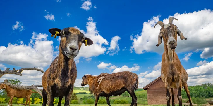 Celodenní vstup do Farmaparku včetně všech atrakcí a kyblík krmení nebo plyšák