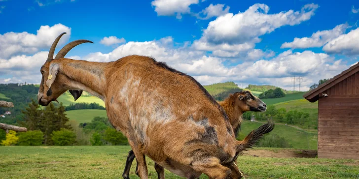 Celodenní vstup do Farmaparku včetně všech atrakcí a kyblík krmení nebo plyšák