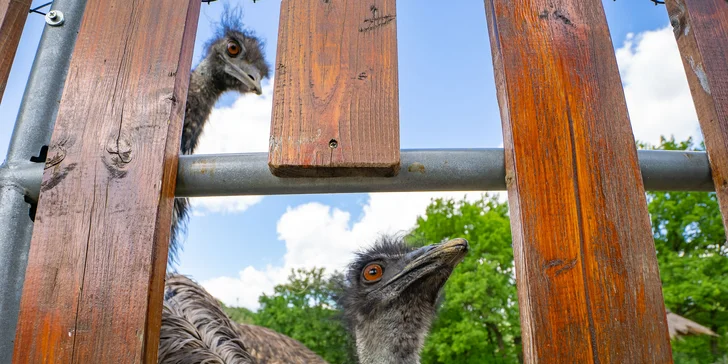 Celodenní vstup do Farmaparku včetně všech atrakcí a kyblík krmení nebo plyšák