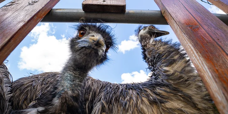 Celodenní vstup do Farmaparku včetně všech atrakcí a kyblík krmení nebo plyšák