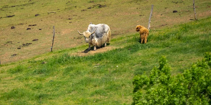 Celodenní vstup do Farmaparku včetně všech atrakcí a kyblík krmení nebo plyšák