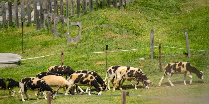 Celodenní vstup do Farmaparku včetně všech atrakcí a kyblík krmení nebo plyšák