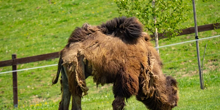 Celodenní vstup do Farmaparku včetně všech atrakcí a kyblík krmení nebo plyšák