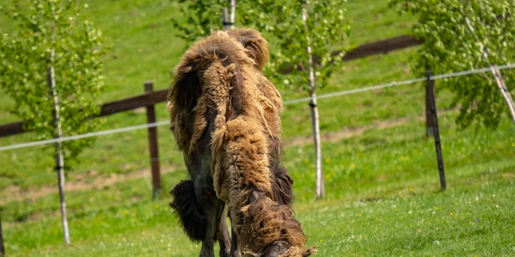 Celodenní vstup do Farmaparku včetně všech atrakcí a kyblík krmení nebo plyšák