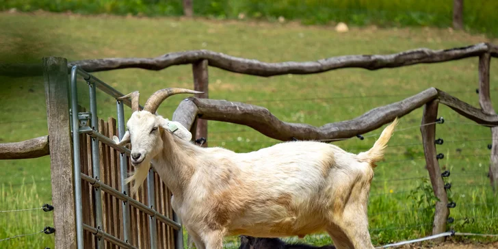 Celodenní vstup do Farmaparku včetně všech atrakcí a kyblík krmení nebo plyšák