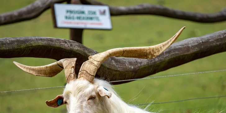 Celodenní vstup do Farmaparku včetně všech atrakcí a kyblík krmení nebo plyšák