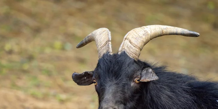 Celodenní vstup do Farmaparku včetně všech atrakcí a kyblík krmení nebo plyšák