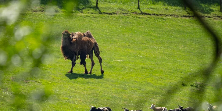 Celodenní vstup do Farmaparku včetně všech atrakcí a kyblík krmení nebo plyšák