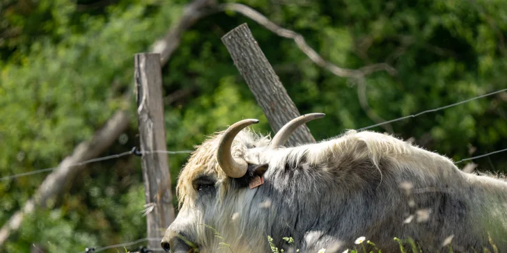 Celodenní vstup do Farmaparku včetně všech atrakcí a kyblík krmení nebo plyšák