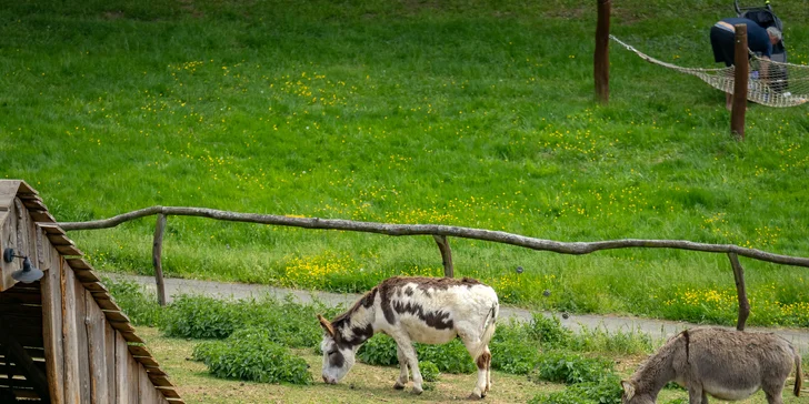 Celodenní vstup do Farmaparku včetně všech atrakcí a kyblík krmení nebo plyšák