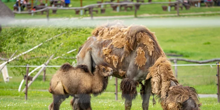 Celodenní vstup do Farmaparku včetně všech atrakcí a kyblík krmení nebo plyšák