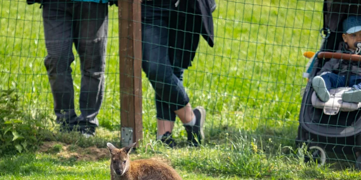 Celodenní vstup do Farmaparku včetně všech atrakcí a kyblík krmení nebo plyšák